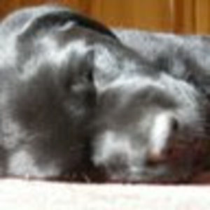 Meet your Posher, Audrey